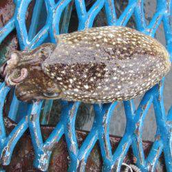 オリジナルメーカー海づり公園(市原市海づり施設) 釣果