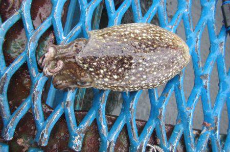 オリジナルメーカー海づり公園(市原市海づり施設) 釣果