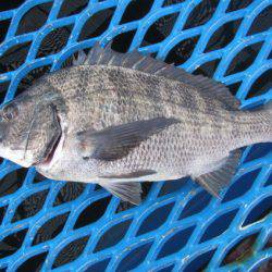 オリジナルメーカー海づり公園(市原市海づり施設) 釣果