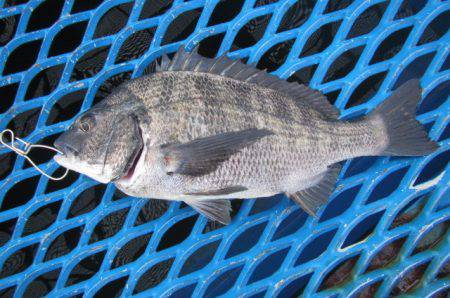 オリジナルメーカー海づり公園(市原市海づり…