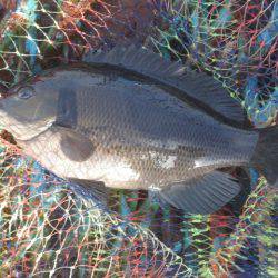 オリジナルメーカー海づり公園(市原市海づり施設) 釣果