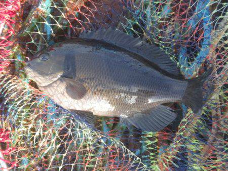 オリジナルメーカー海づり公園(市原市海づり施設) 釣果