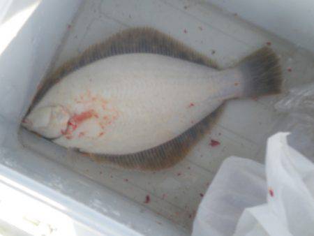 オリジナルメーカー海づり公園(市原市海づり施設) 釣果