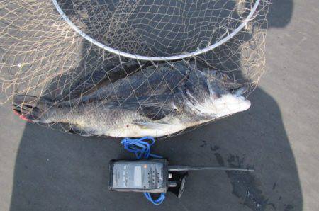 オリジナルメーカー海づり公園(市原市海づり施設) 釣果