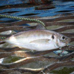 オリジナルメーカー海づり公園(市原市海づり施設) 釣果