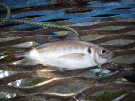 オリジナルメーカー海づり公園(市原市海づり施設) 釣果