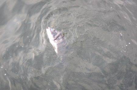 オリジナルメーカー海づり公園(市原市海づり施設) 釣果