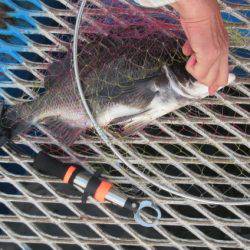 オリジナルメーカー海づり公園(市原市海づり施設) 釣果