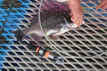 オリジナルメーカー海づり公園(市原市海づり…