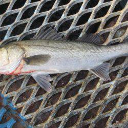 オリジナルメーカー海づり公園(市原市海づり施設) 釣果