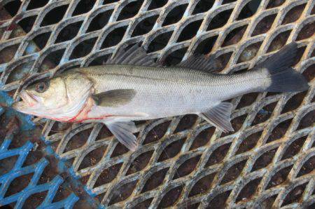オリジナルメーカー海づり公園(市原市海づり施設) 釣果
