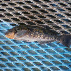 オリジナルメーカー海づり公園(市原市海づり施設) 釣果