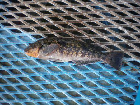 オリジナルメーカー海づり公園(市原市海づり施設) 釣果