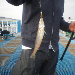 オリジナルメーカー海づり公園(市原市海づり施設) 釣果