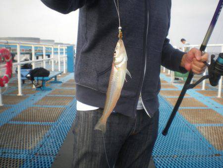 オリジナルメーカー海づり公園(市原市海づり施設) 釣果