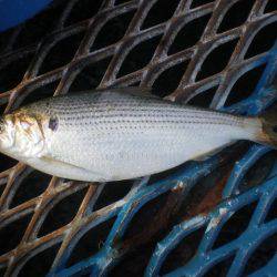 オリジナルメーカー海づり公園(市原市海づり施設) 釣果
