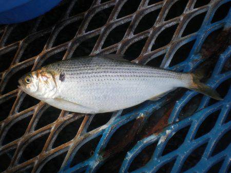 オリジナルメーカー海づり公園(市原市海づり施設) 釣果