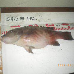 姫路市立遊魚センター 釣果