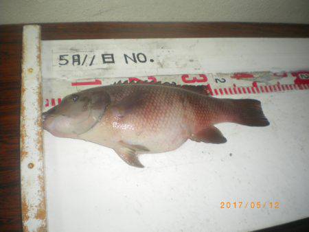 姫路市立遊魚センター 釣果