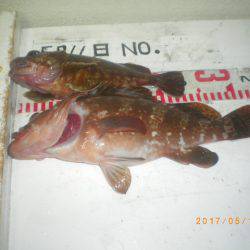 姫路市立遊魚センター 釣果