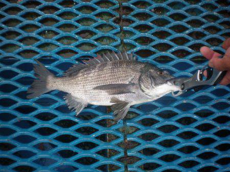 オリジナルメーカー海づり公園(市原市海づり施設) 釣果