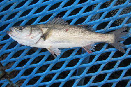 オリジナルメーカー海づり公園(市原市海づり…