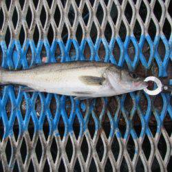 オリジナルメーカー海づり公園(市原市海づり施設) 釣果