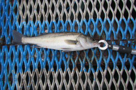 オリジナルメーカー海づり公園(市原市海づり施設) 釣果