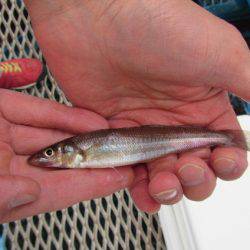 オリジナルメーカー海づり公園(市原市海づり施設) 釣果