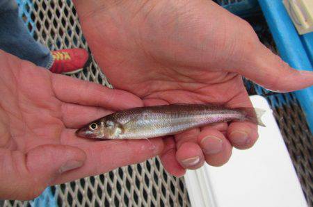 オリジナルメーカー海づり公園(市原市海づり…