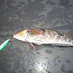 オリジナルメーカー海づり公園(市原市海づり施設) 釣果