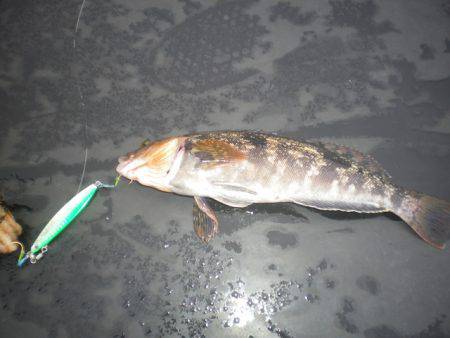 オリジナルメーカー海づり公園(市原市海づり施設) 釣果