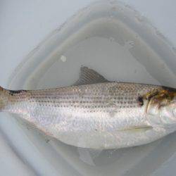 オリジナルメーカー海づり公園(市原市海づり施設) 釣果