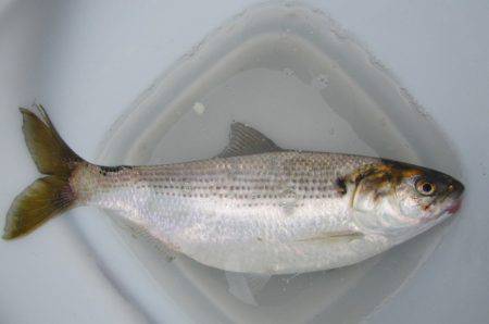 オリジナルメーカー海づり公園(市原市海づり施設) 釣果