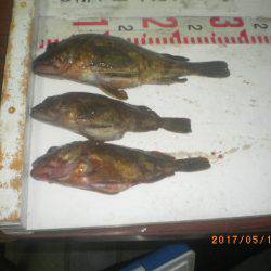 姫路市立遊魚センター 釣果