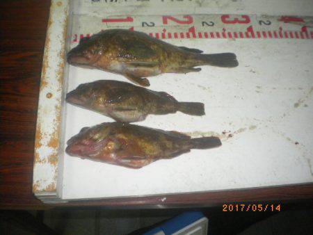 姫路市立遊魚センター 釣果