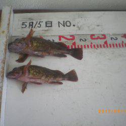 姫路市立遊魚センター 釣果