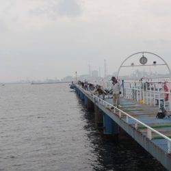 オリジナルメーカー海づり公園(市原市海づり施設) 釣果