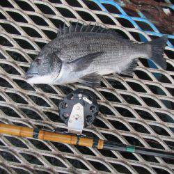 オリジナルメーカー海づり公園(市原市海づり施設) 釣果