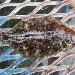 オリジナルメーカー海づり公園(市原市海づり施設) 釣果