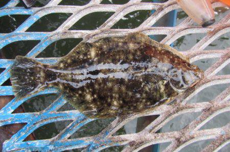 オリジナルメーカー海づり公園(市原市海づり…