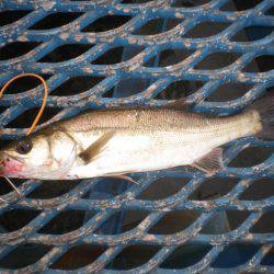 オリジナルメーカー海づり公園(市原市海づり施設) 釣果