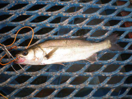 オリジナルメーカー海づり公園(市原市海づり施設) 釣果