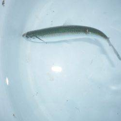 オリジナルメーカー海づり公園(市原市海づり施設) 釣果