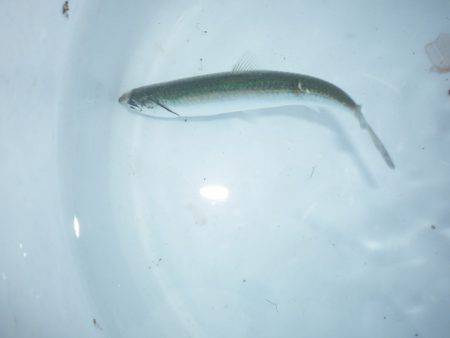 オリジナルメーカー海づり公園(市原市海づり施設) 釣果