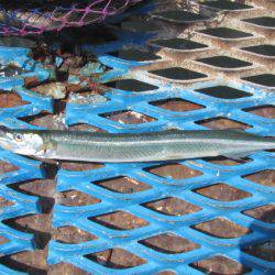オリジナルメーカー海づり公園(市原市海づり施設) 釣果