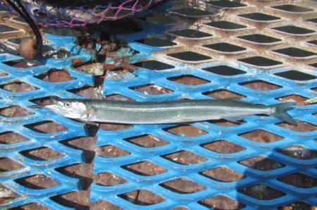 オリジナルメーカー海づり公園(市原市海づり施設) 釣果