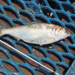 オリジナルメーカー海づり公園(市原市海づり施設) 釣果