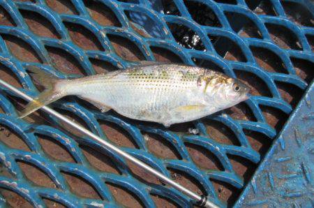 オリジナルメーカー海づり公園(市原市海づり施設) 釣果