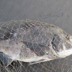 オリジナルメーカー海づり公園(市原市海づり施設) 釣果